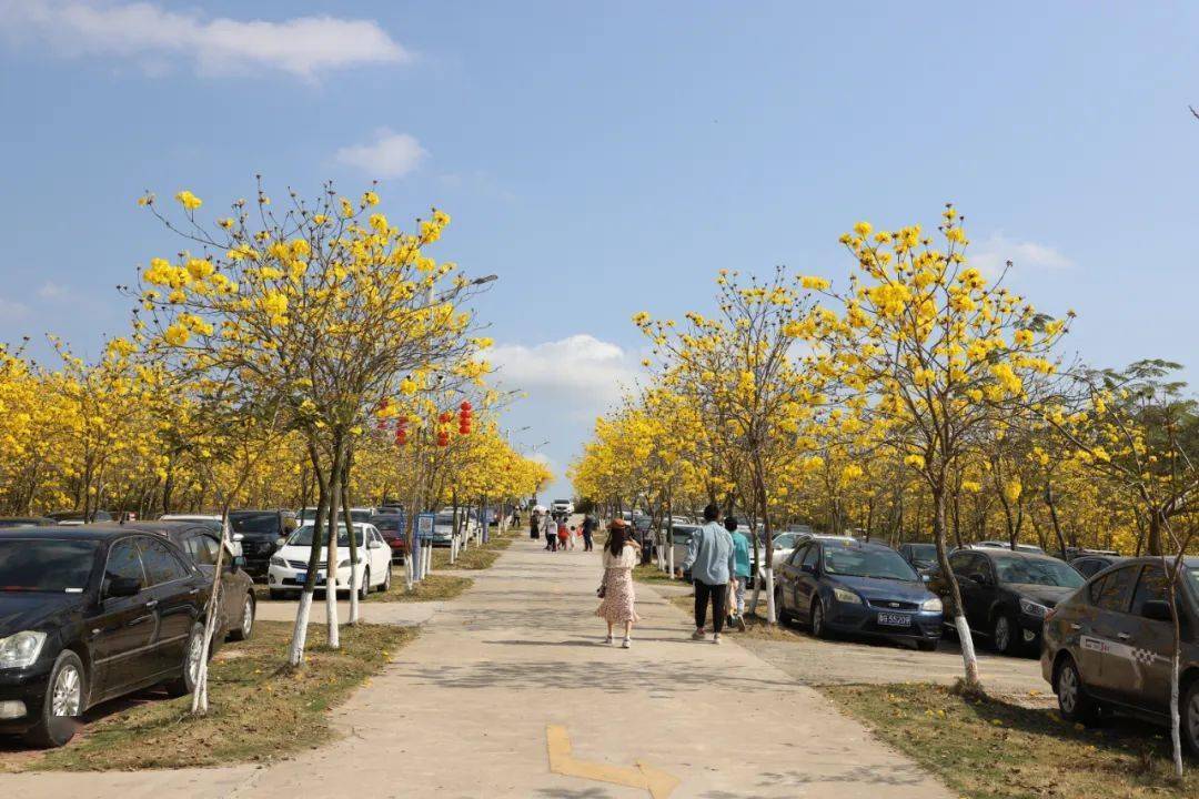 满目金黄景区内的1000多棵黄花风铃木是国家3a级旅游景区廉江市田园寨