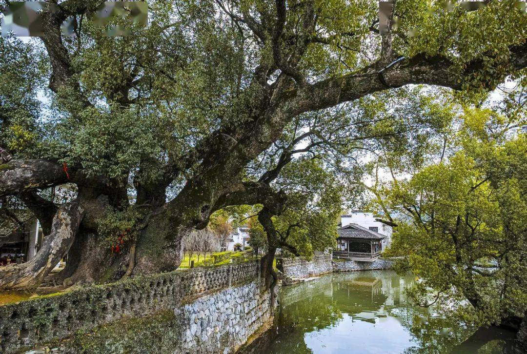 婺源20个不要门票的古村落,第一个被大家誉为世外桃源_甲路_村庄_千年