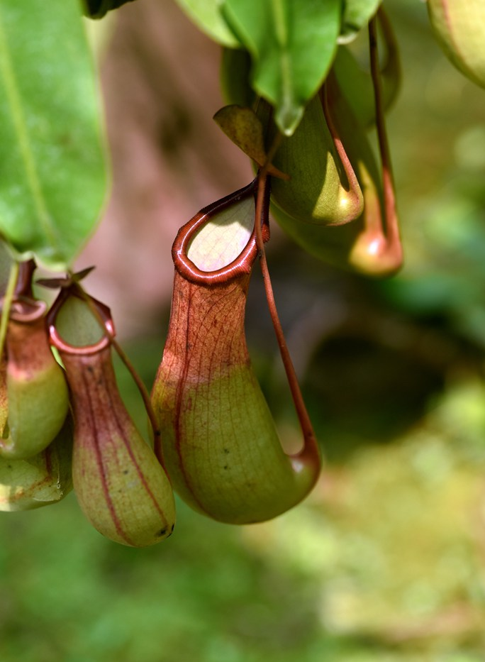 仙湖5场导赏报名中!