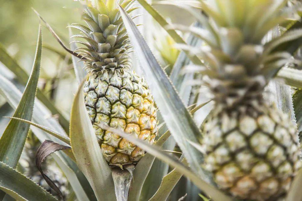 23°的春日暖阳,长在差不多呈60°陡峭的山坡上,这枚小小的香水菠萝