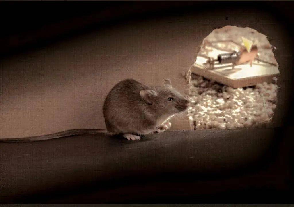 一起行动,追踪发现鼠迹