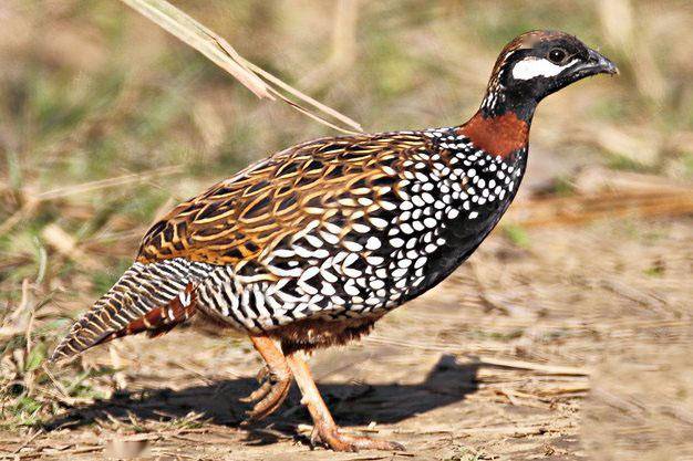 名贵的鹧鸪斑釉瓷_定窑_瓷器_斑盏