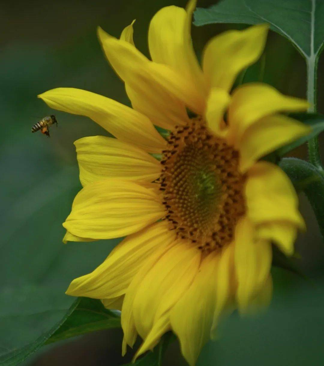 向日葵更是对这座城市奋斗者的赞颂这片花海不仅是新春的祝福给人们