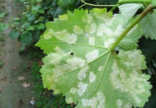 "高手"都是这样做的!_症状_病症_防治