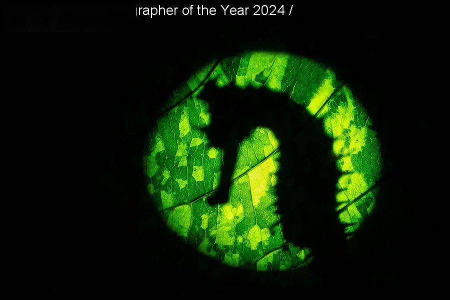 参数:canon, eos 5d mark iv, sea & sea, ef 100mm f2.