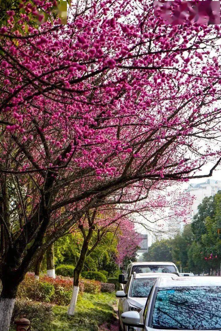 西山森林公园春天图片