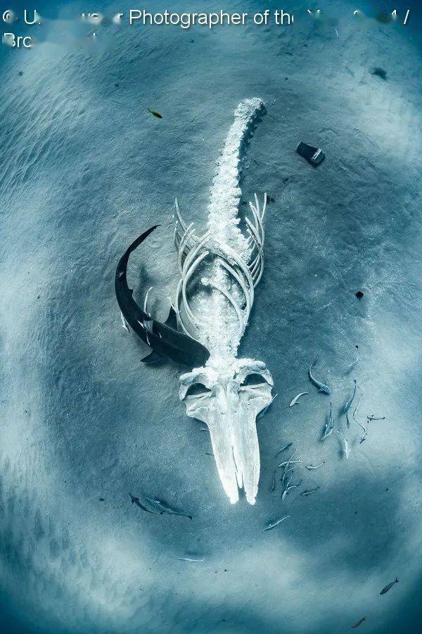 第三名"a tiger shark feeds on a humpbackwhale carcass"摄影师