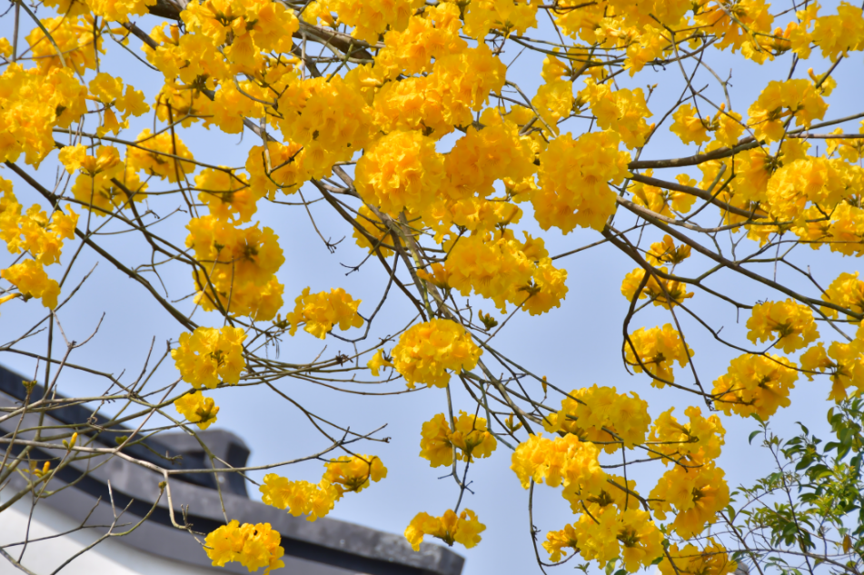 春日限定金惠州黄花风铃木赏花地图上线