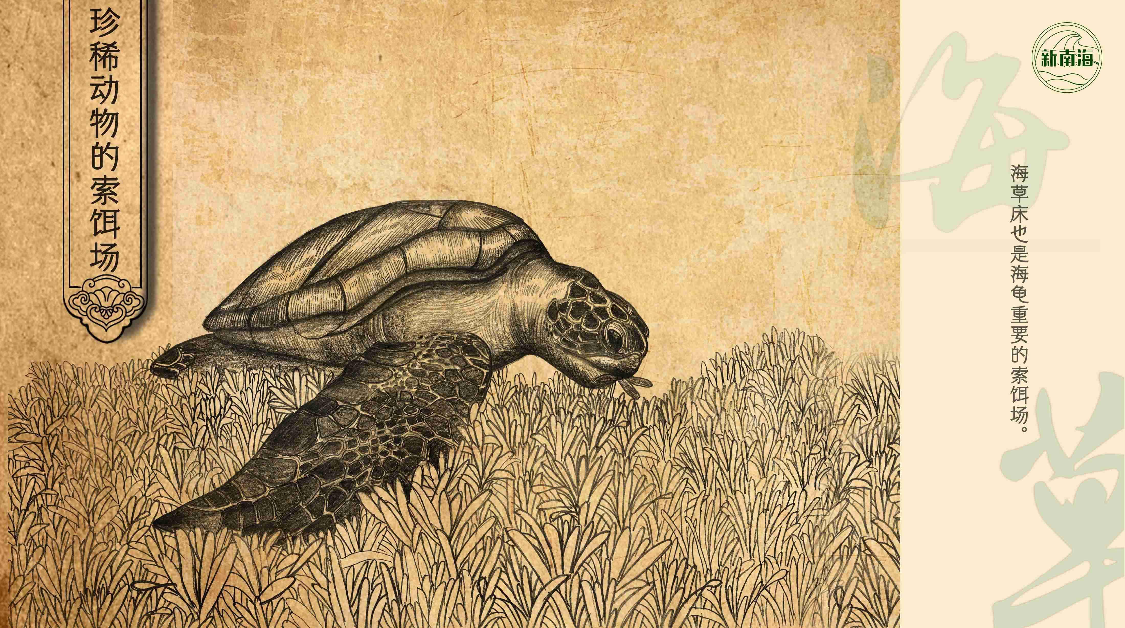 世界海草日守护生物多样性之小小海草大能量