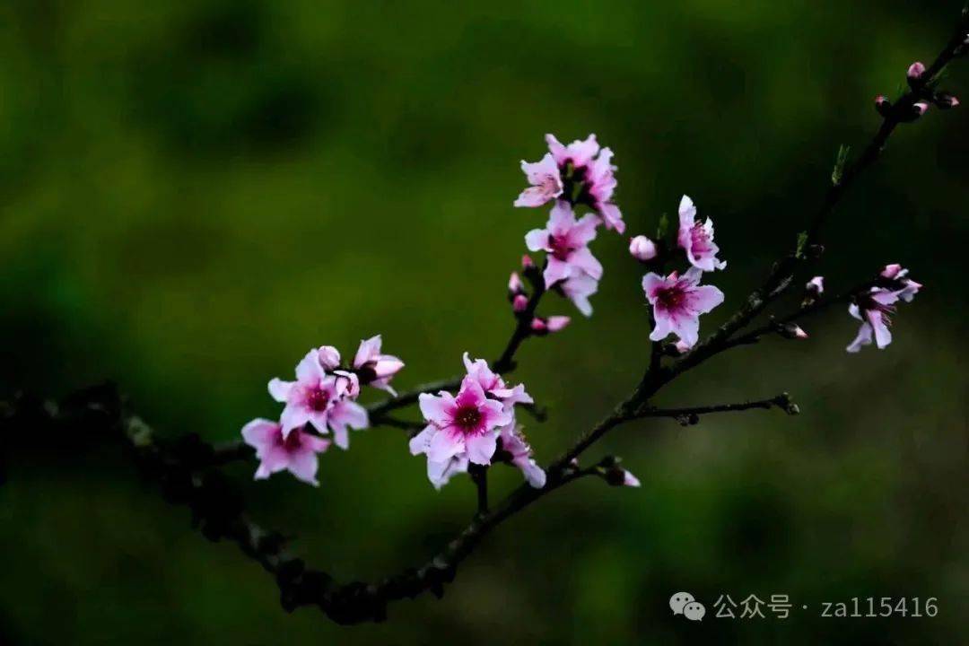 《中国爱情诗刊》(第2802期)"中华微型诗"同题诗会:桃花劫