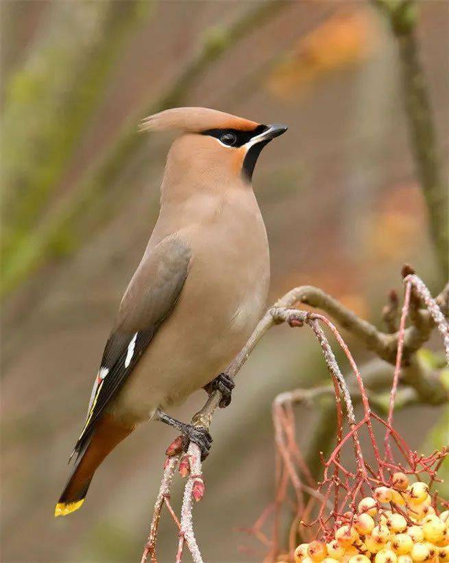 太原的太平鸟"太平"啦!景观玻璃贴上"波点膜"_郭女士_鸟儿_鸟撞