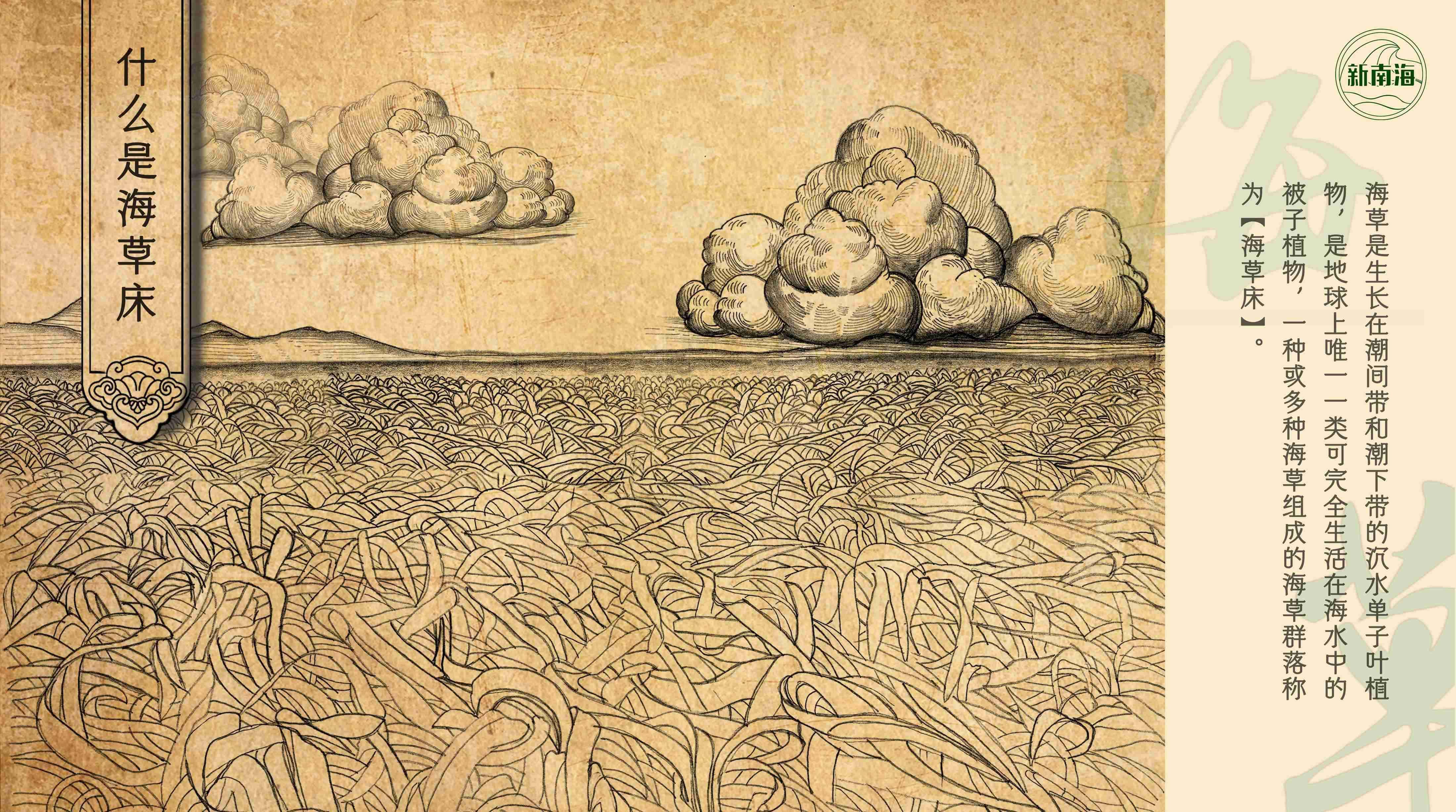 世界海草日守护生物多样性之小小海草大能量