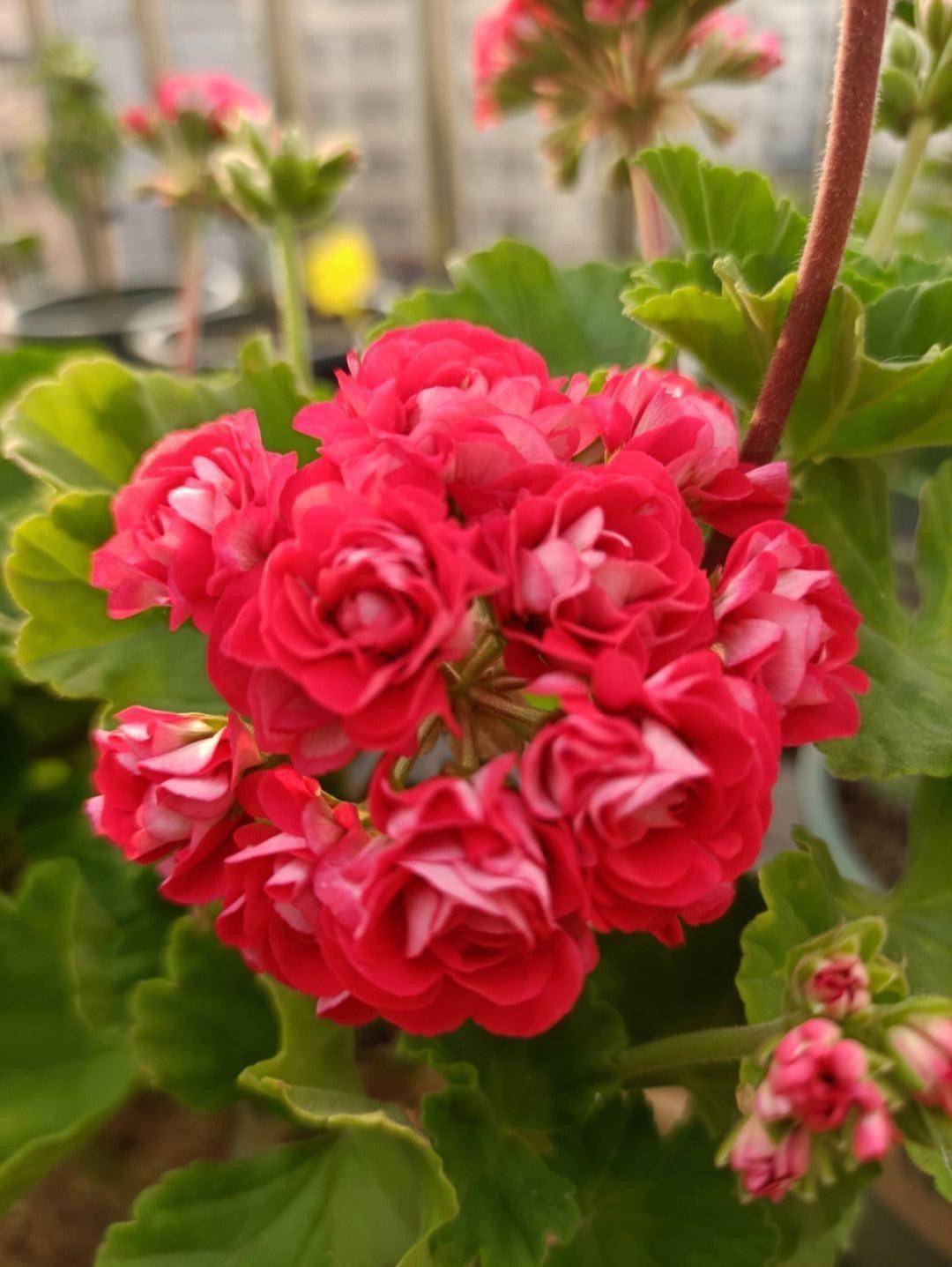 天竺葵的养护有3诀窍一直开花冬天也开花阳台可美了