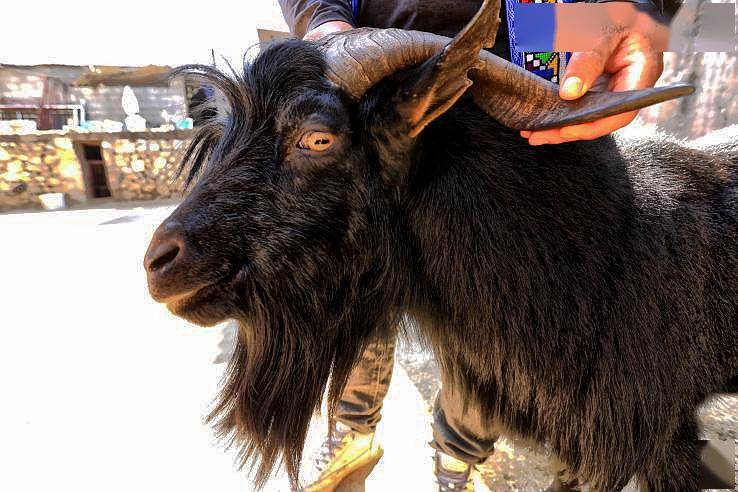 丘北舍得红骨羊妥妥的人间美味