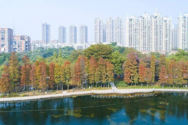 亚艺公园内的落羽杉.具体来说,禅城将实施"万木争荣行动".