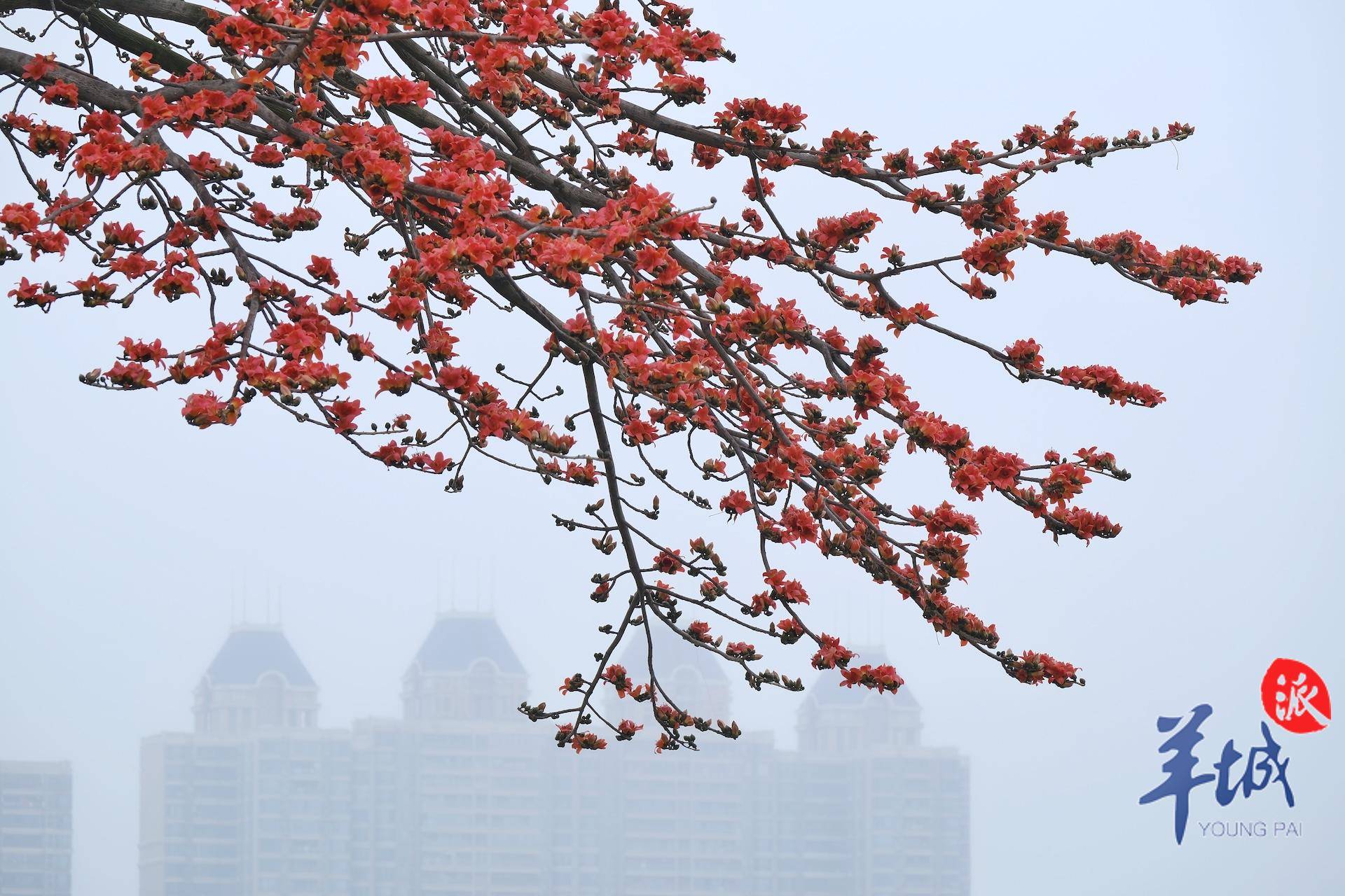 秋明拍花|羊城红棉凌寒开_木棉花_英雄_气温