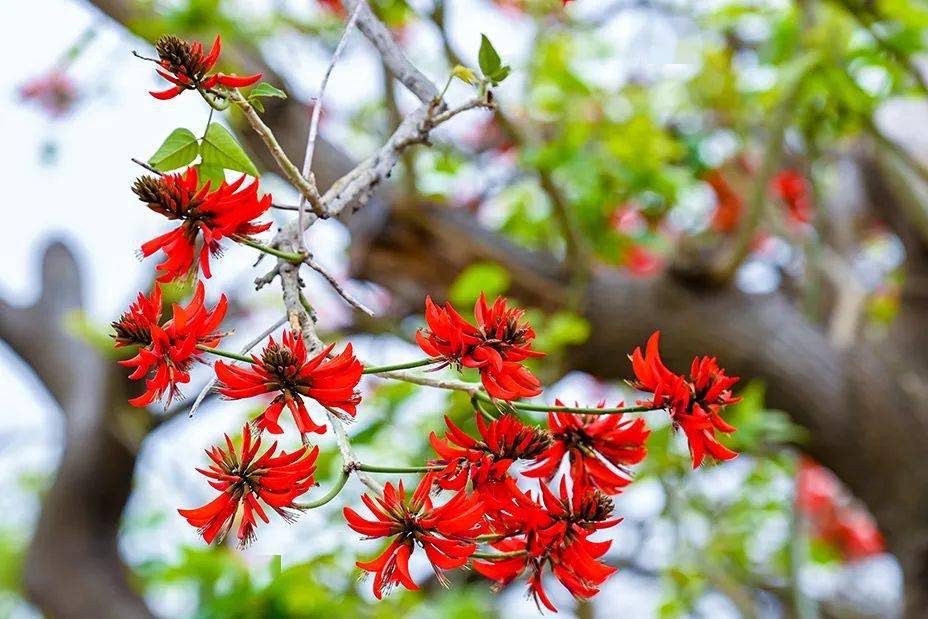 因为一棵树,记住一座城_刺桐_泉州_公园