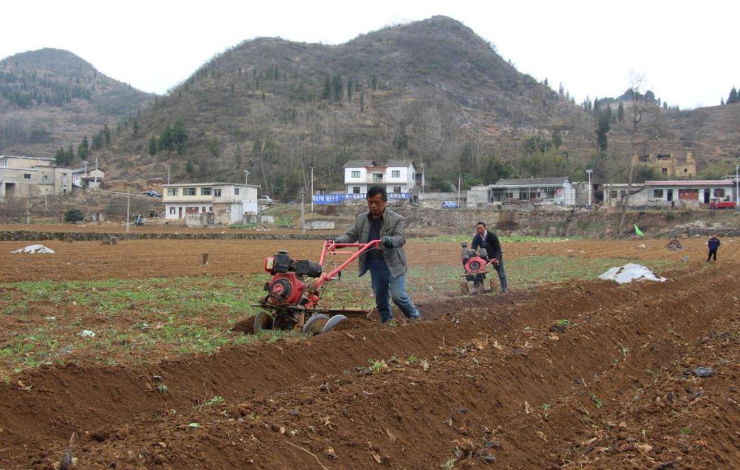 织金县龙场镇:春耕正当时 翻犁土地忙