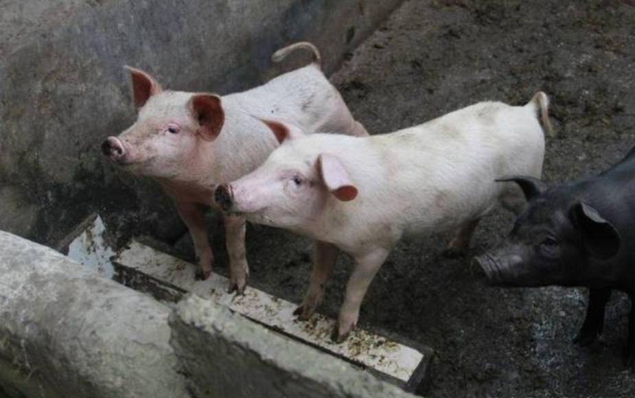 感谢有猪的日子_红薯_队里_谷糠