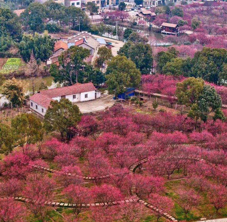 湖北日报镜头下的荆州梅园!_乡村旅游_幸运_奖励