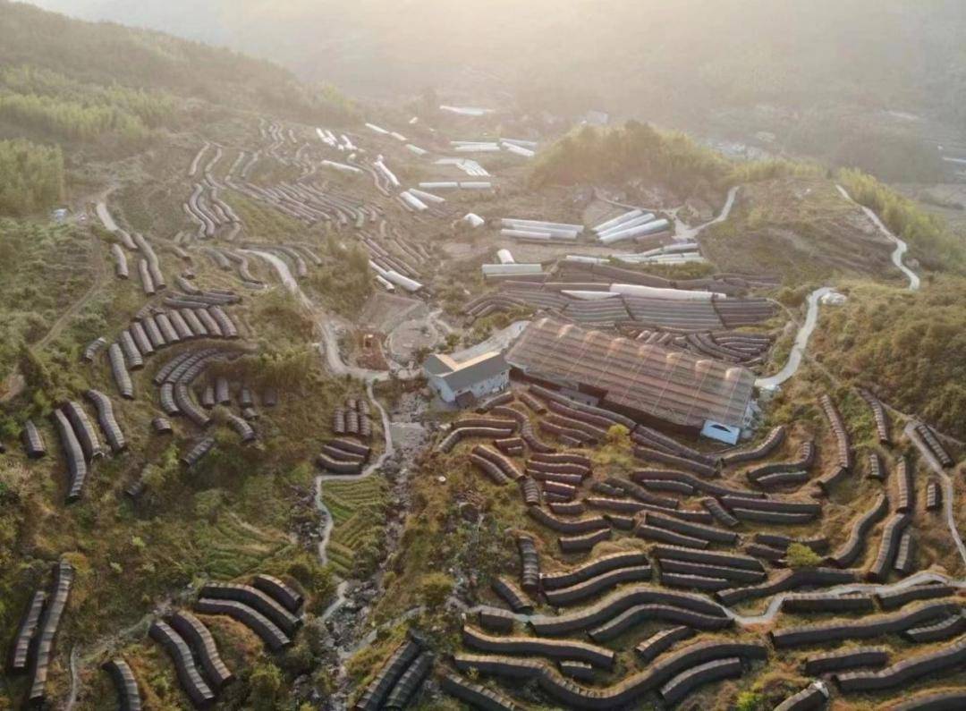 健康丽水行动 | 林下生"金" "钱"景无限_遂昌_中药_种植户