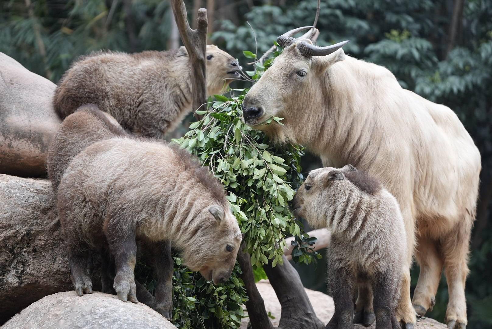国宝级"六不像"来了!周末去看金毛羚牛双胞胎宝宝_成年_世界_南方
