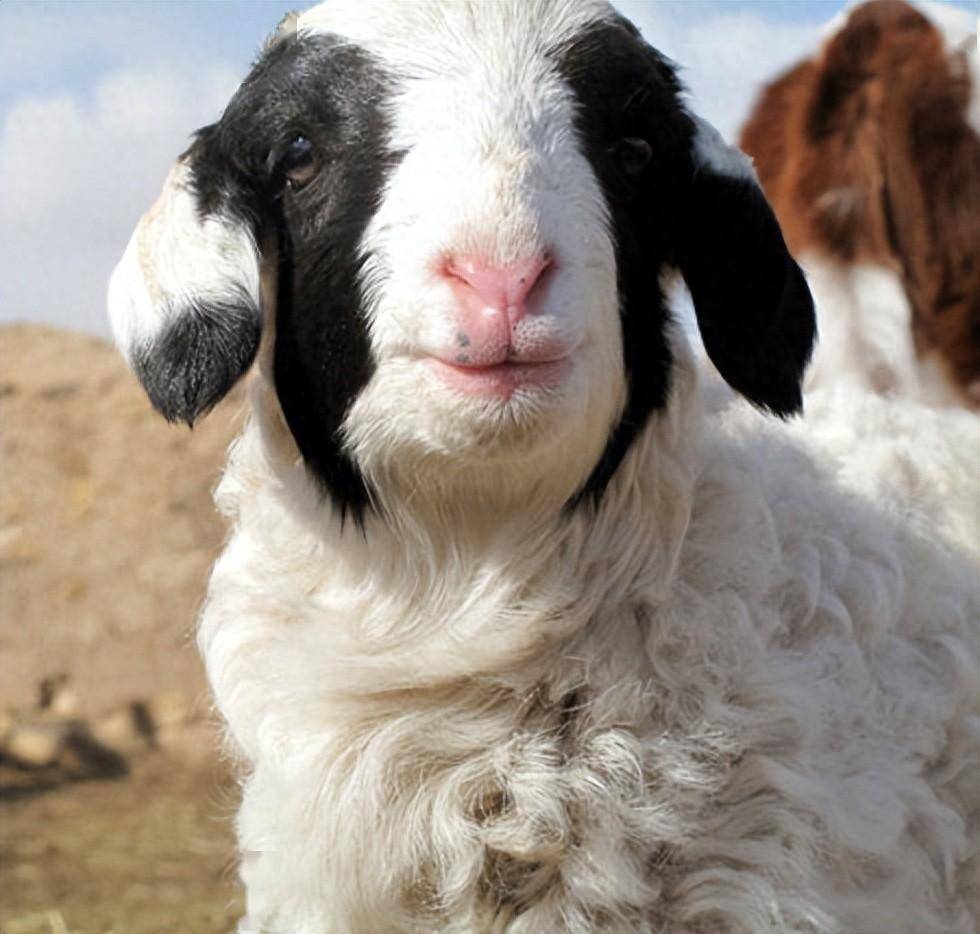 乌珠穆沁羊原产于内蒙古自治区锡林郭勒盟的东乌珠穆沁旗和西乌珠穆沁