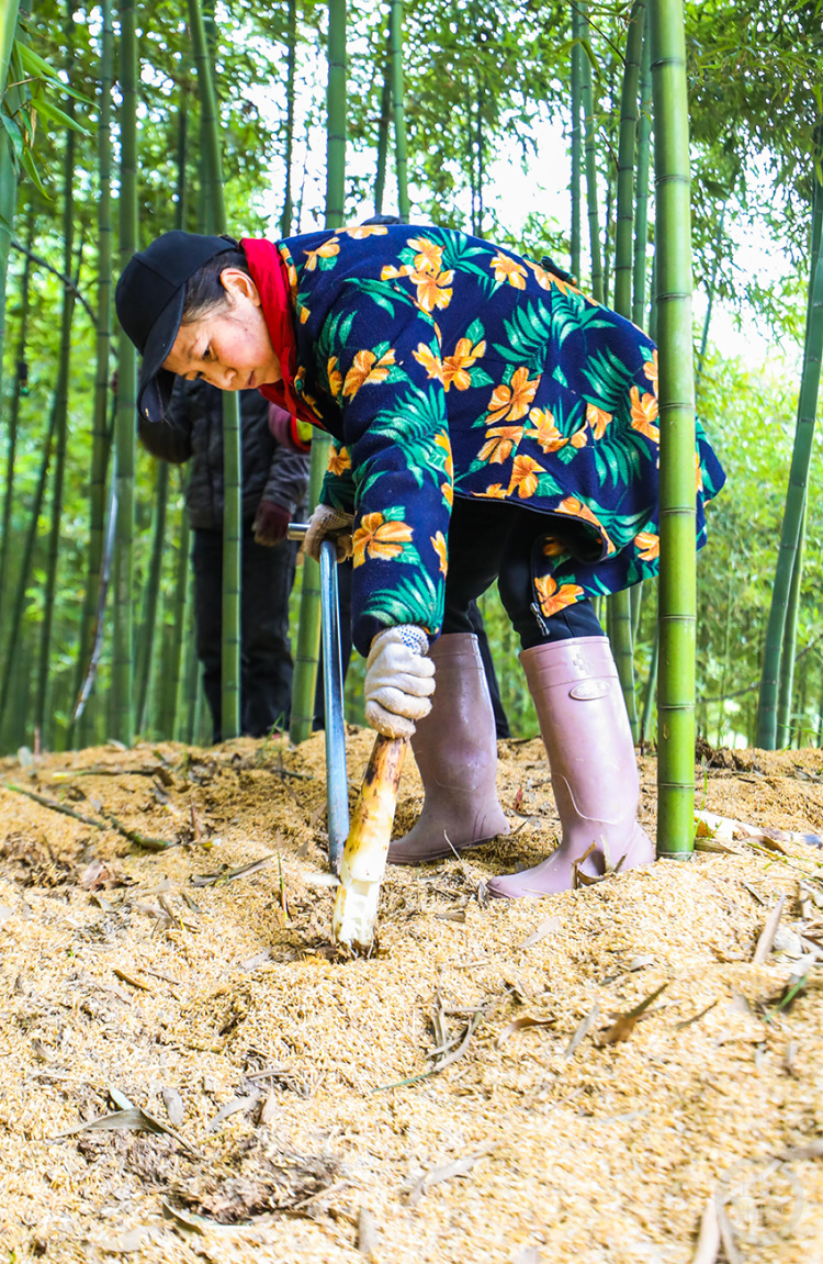 特色竹笋促增收_发展_红星村_雷竹