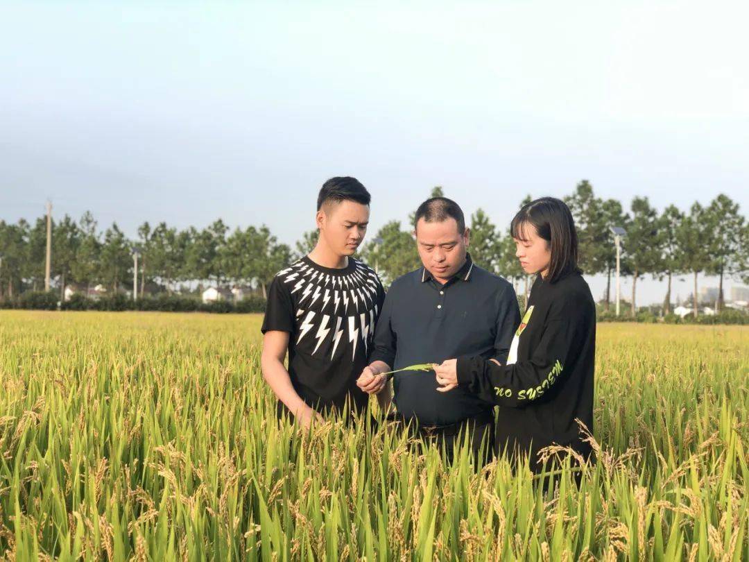 共富工坊看这里_余新镇_建设_种植