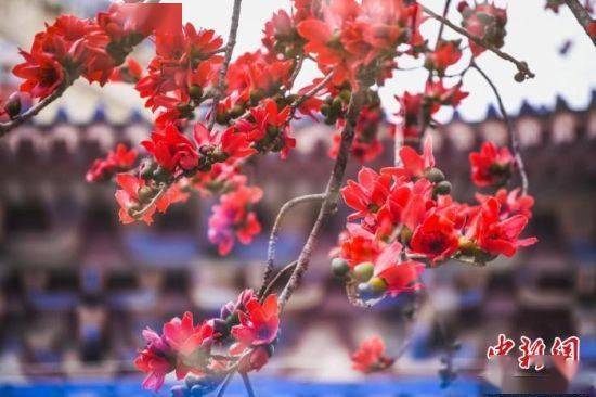 红棉花开春潮涌 绿美广州颂英雄_活动_红色_越秀公园