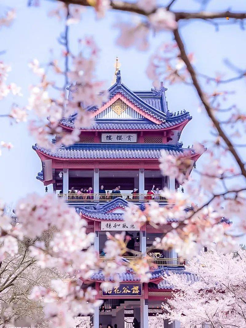 61无锡兴化烟雨江南の太湖鼋头渚樱花网红拈花湾蠡园桃花兴化油菜花