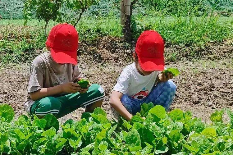 理想巴巴智慧农场项目体验类包含围炉一个,煮茶壶一个,茶杯四个,茶叶