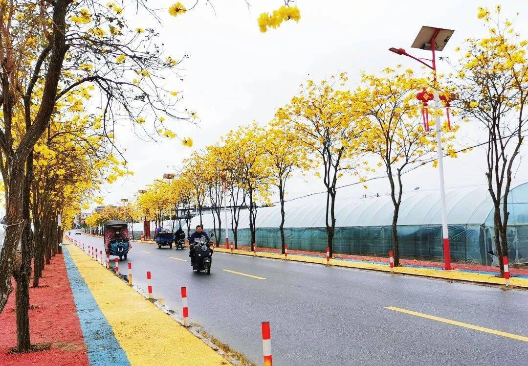 【乡村行 看振兴】高州沙田:黄花风铃,紫荆花盛开_曹岭村_花朵_村村