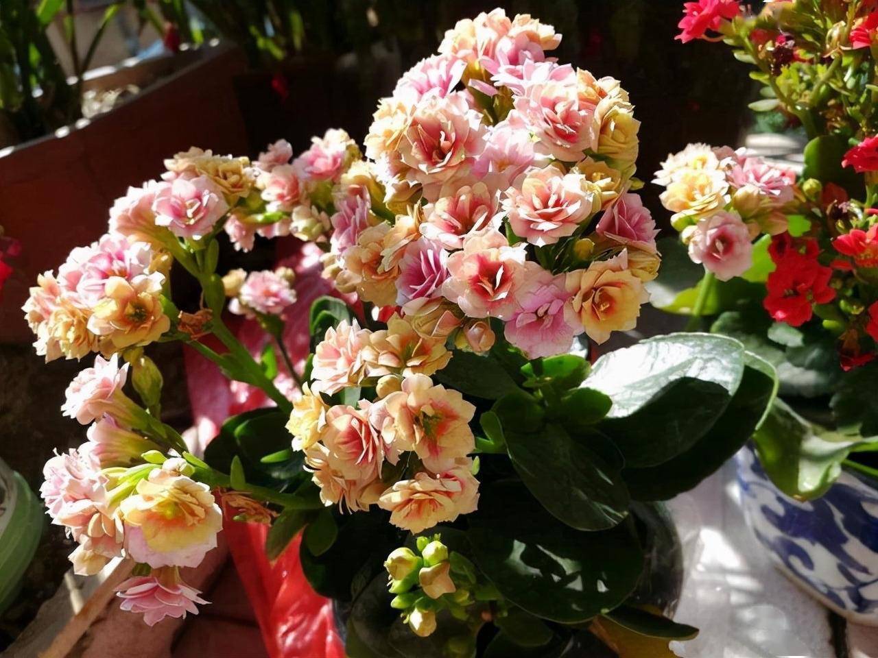 养长寿花,做3点,花苞多花朵大花期长,一年四季开花,喜庆洋气_繁殖