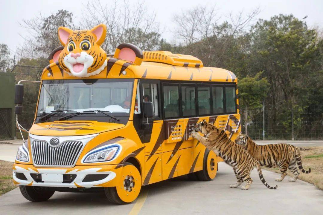 前往狂野刺激的车入区,或坐船参观神秘的水域,解锁不一样的看动物方式