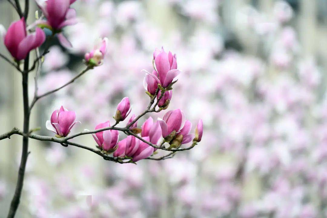 推荐观赏地:北宫森林公园山庄周边;莲花池公园南部水系周边,丰台花园