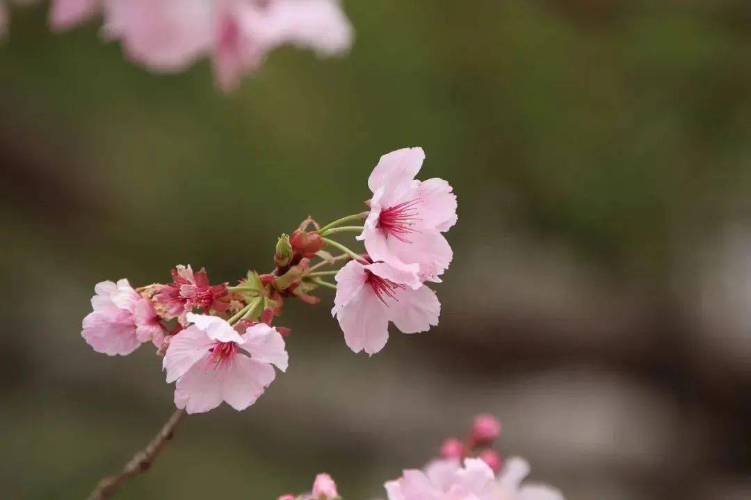 风含笑柳如烟正是人间三月天