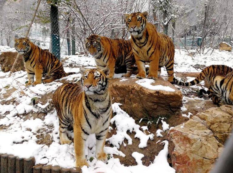 栾川竹海野生动物园邀您来看国宝大熊猫_猛兽_身份证_微信