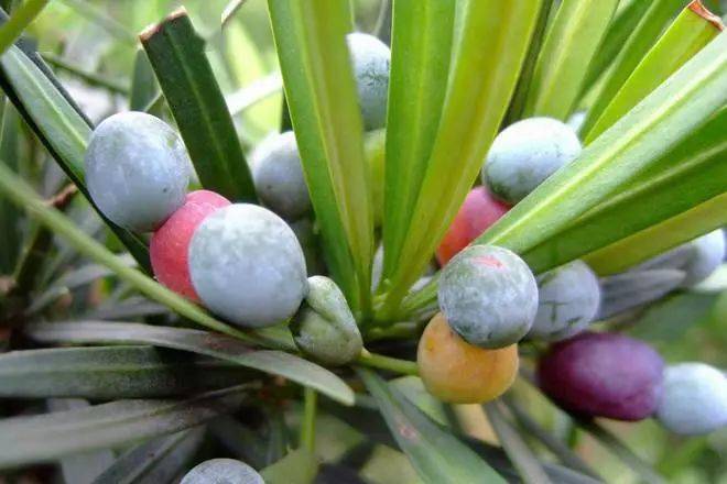 雄蕊_种子_螺旋