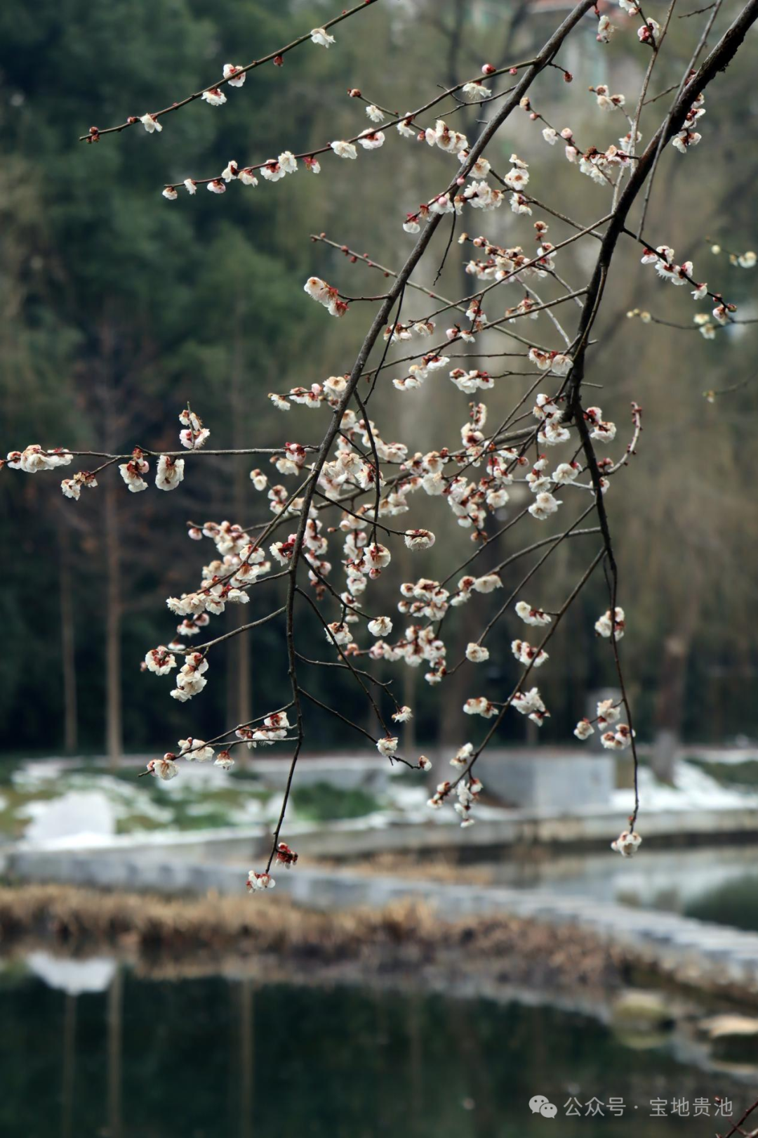 雪岸丛梅发,春泥百草生.