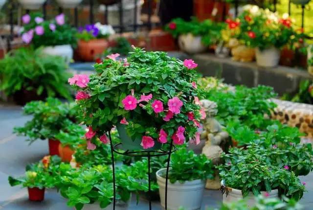 植物的相生相克大全,养花必备_花卉_月季_丁香