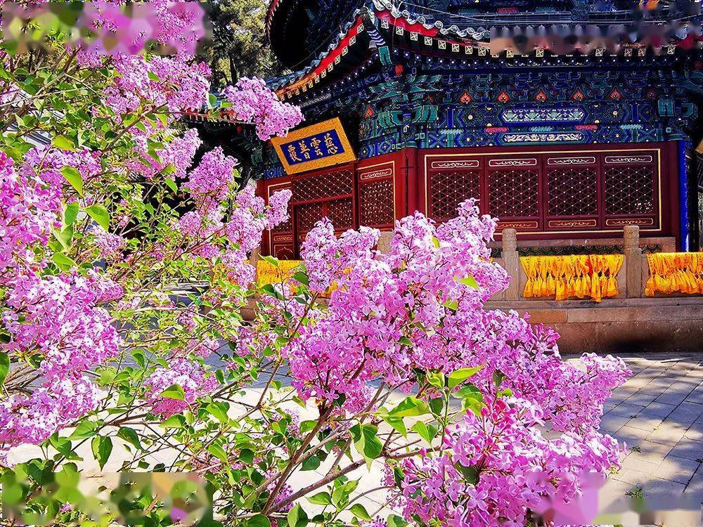 潭柘寺始建于西晋永嘉元年,至今已有1700余年历史,在北京民间素有"先