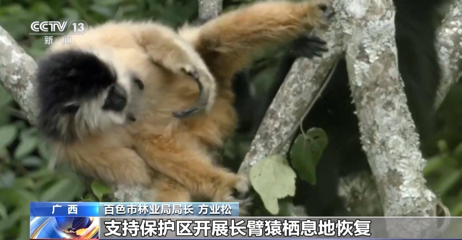 我国加快构建野生动植物智慧保护体系 各种珍稀保护动物