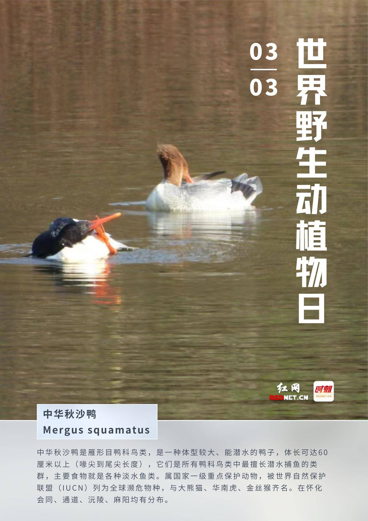 海报丨《怀化的"小精灵"》故事书来啦～_保护_陆生_动植物