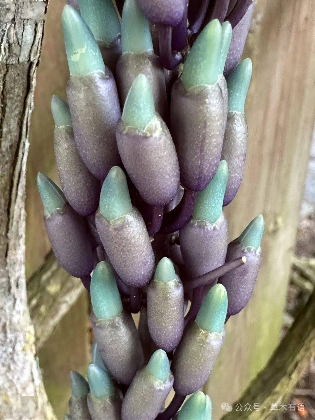 翡翠葛_版纳_植物园_颜色