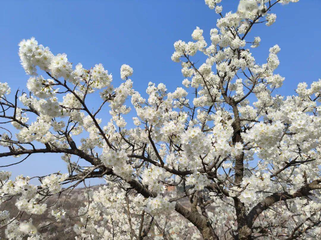 西乡樱桃花图片