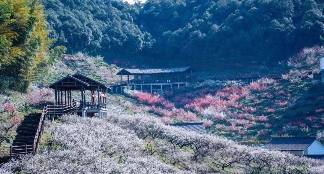 坐擁千畝梅花觀賞園佔地約1480畝原鄉小鎮瀛洲梅園原鄉小鎮非常愜意