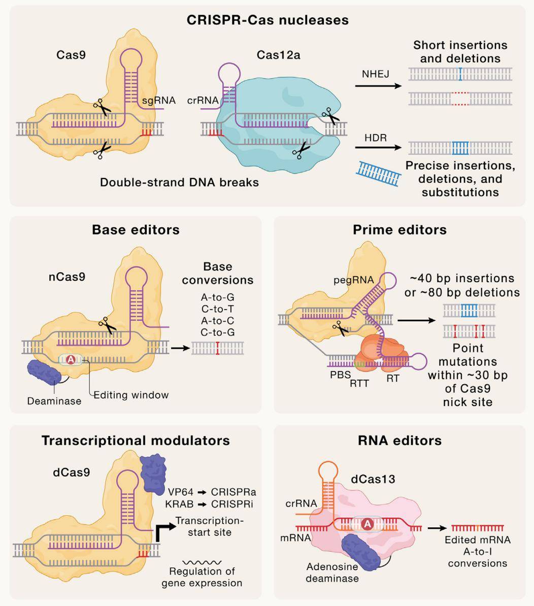 目前可用的crispr基因组编辑技术主要包括crispr-cas9,crispr-cas12a