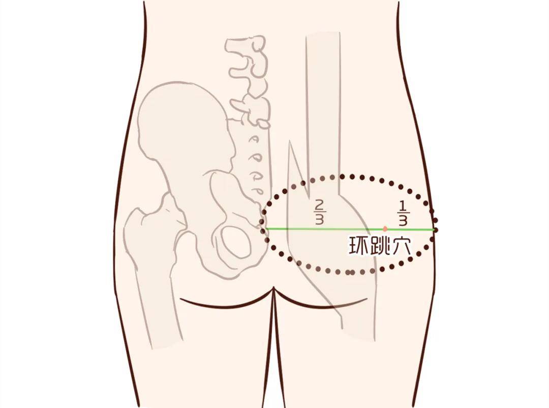 坐骨神经_主治_下肢
