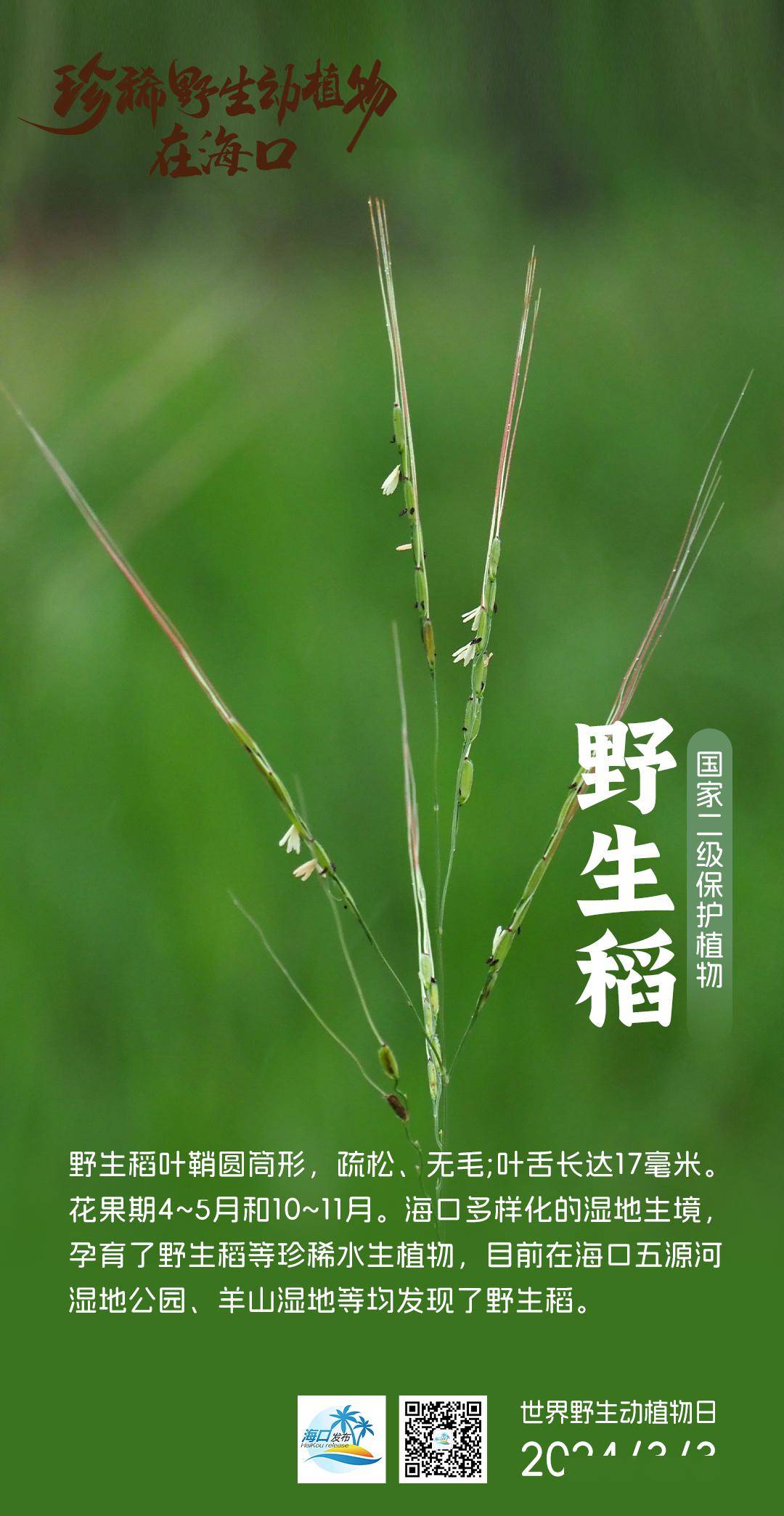 近年来,越来越多珍稀物种在海口"安家"是第十一个"世界野生动植物日"